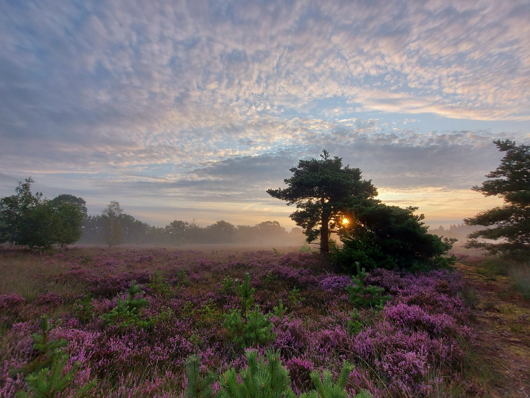 Oude Buisse Heide bij zonsopgang