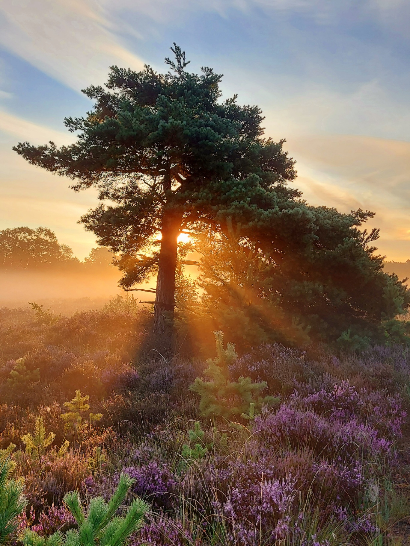 Oude Buisse Heide met zonlicht door de boom